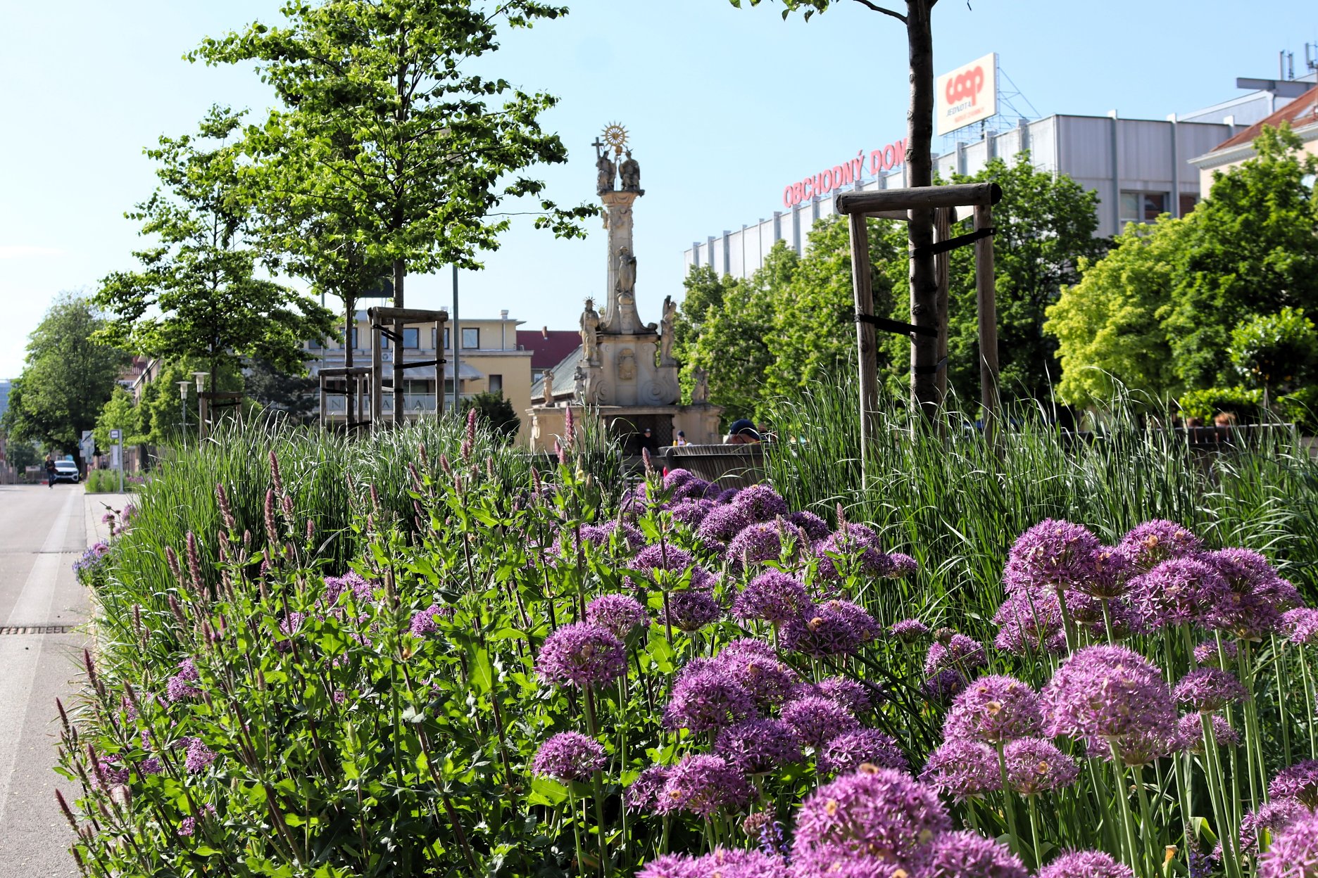 Ku koncu jarného obdobia prefarbia okrasné cesnaky námestia do fialova.