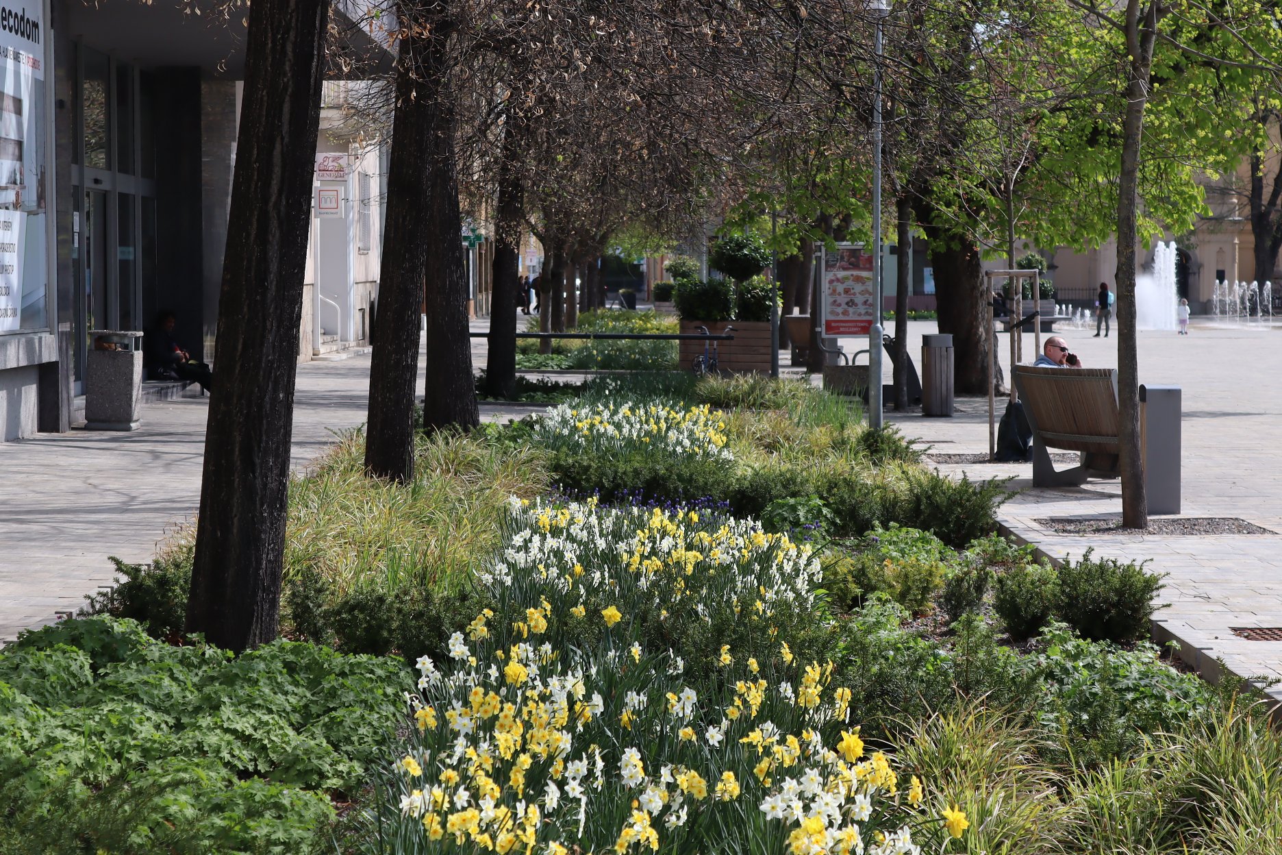Vďaka vytvoreniu nových plôch zelene sa zlepšili podmienky pre existujúce stromy na námestí - už nerastú v malých otvoroch v dlažbe, ale v súvislých zelených pásoch.