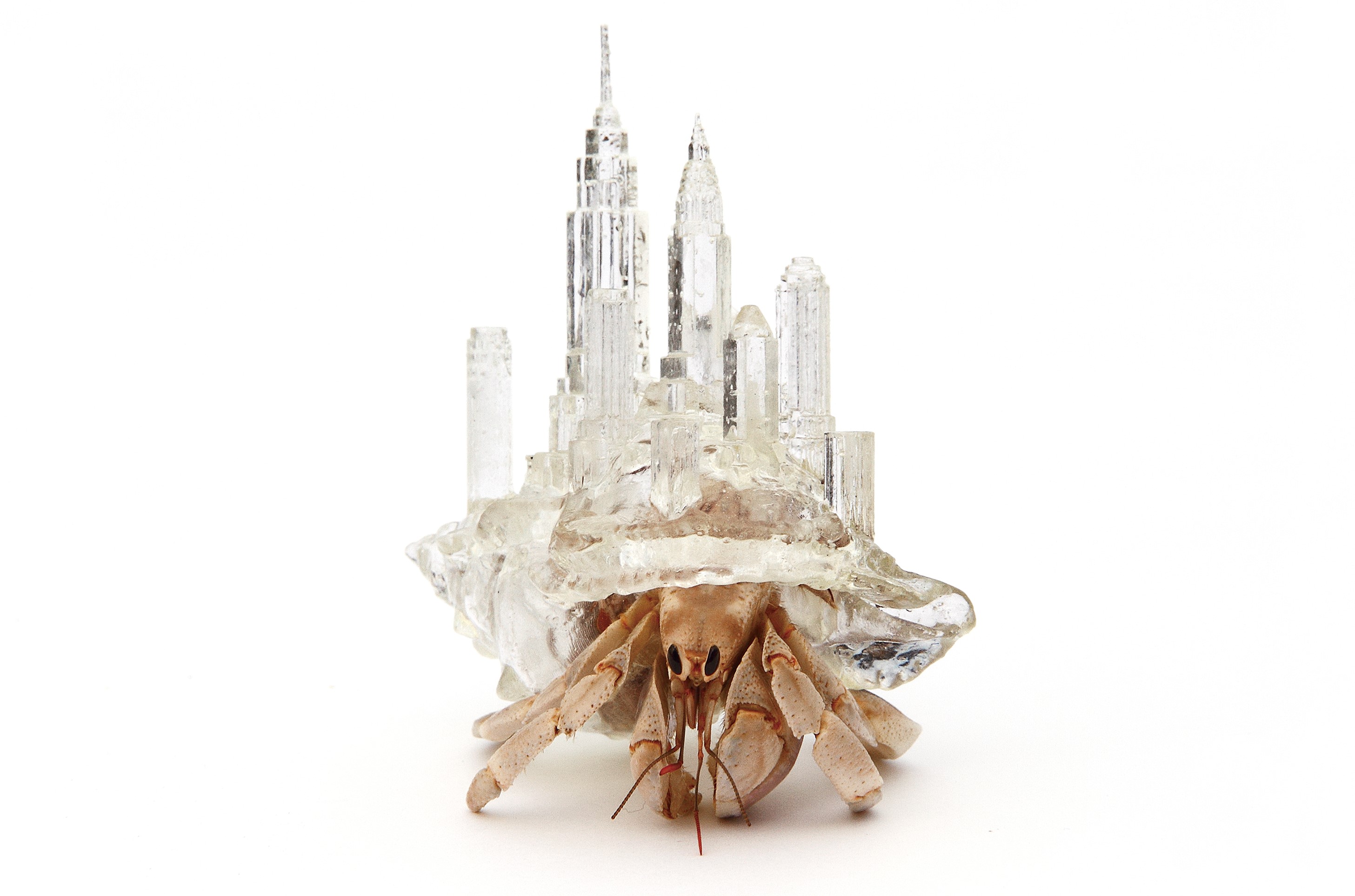 Krab v schránke poskytnutej človekom 