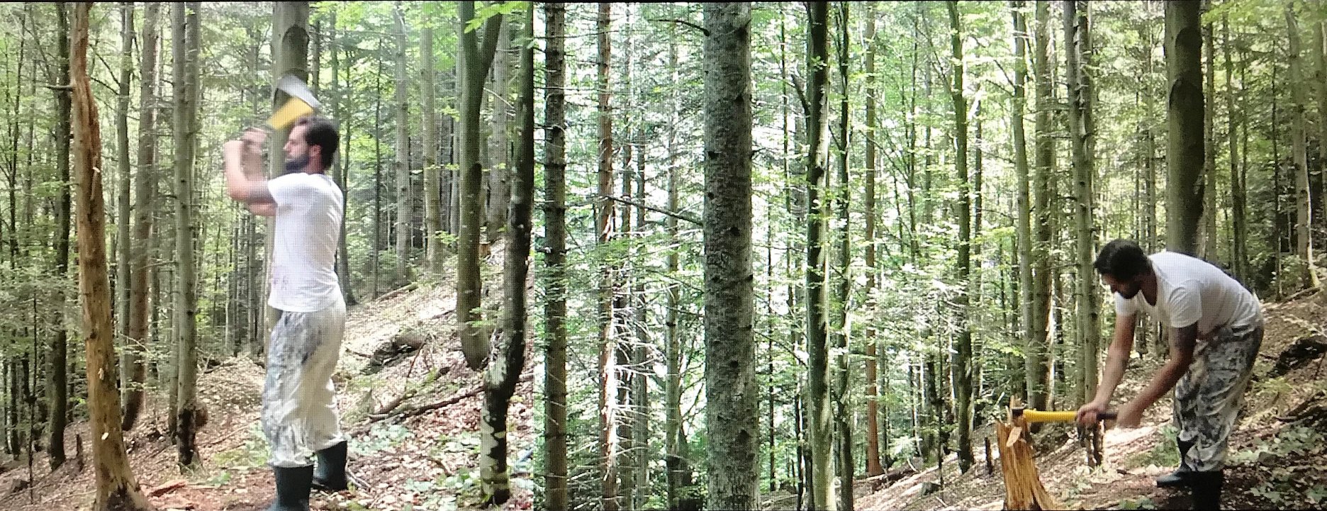 Vertikálne rúbanie stromu /video screenshot/ 2018 - záznam procesuálnej performance 