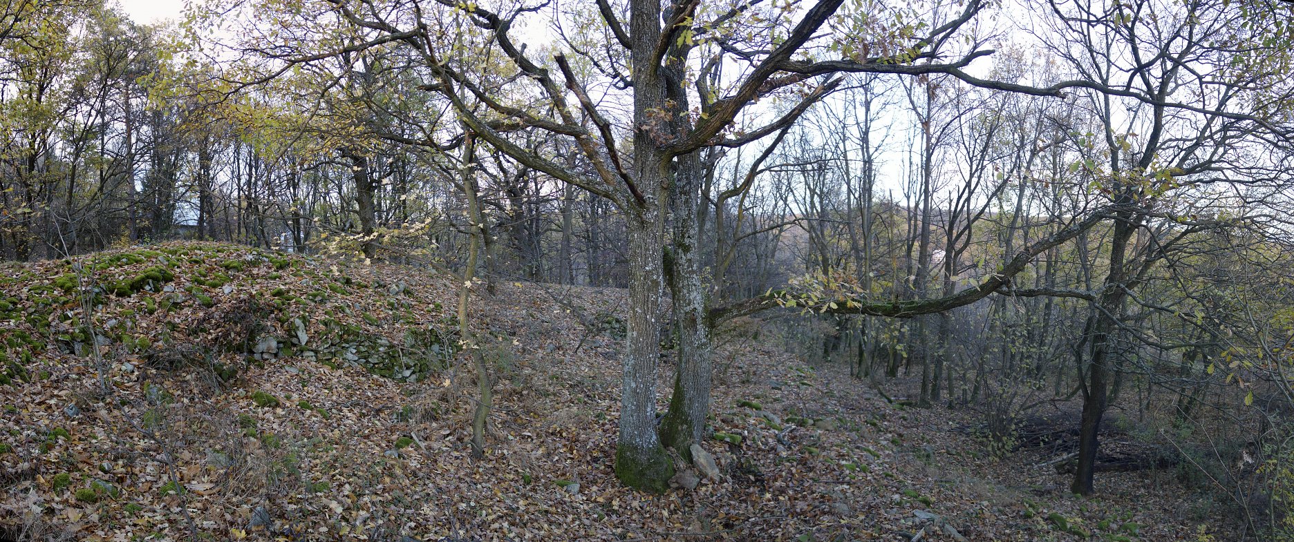 Starý dub na kamennej rúne