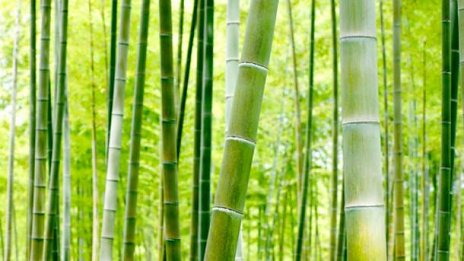 Přednáška/ Letem světem za bambusem