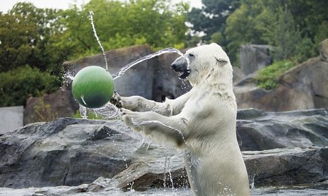 Expozícia Arktídy: ľadový medveď