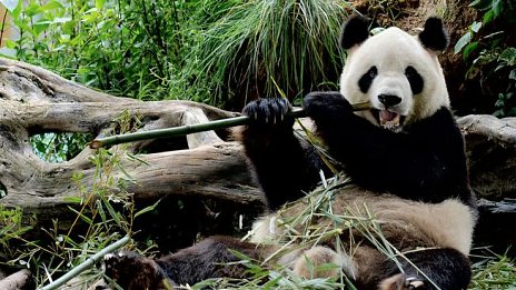 Expozícia Pánd Veľkých