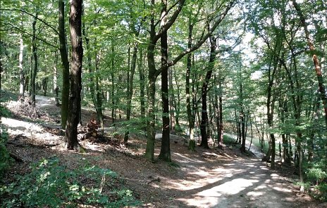 Koncepcia Rozvoja Mestských Lesov Bratislava