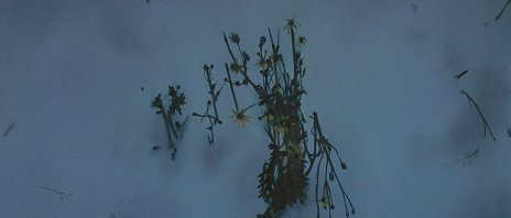 Petra Mešša — Detected Landscape