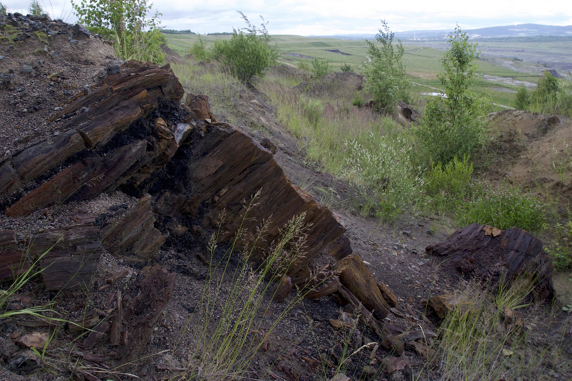 2008 V okolí jazera možno nájsť aj množstvo geologických zaujímavostí, ako sú napríklad skamenené stromy pod mestom Habartov. Foto: Vladislav Podracký